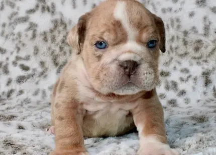 Bulldog puppy for sale: Tan and white Bulldog puppy sitting on soft fur background