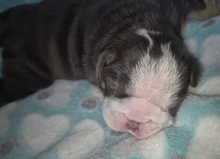 Bulldog puppy for sale: Brindle Bulldog puppy sleeping on a soft blanket
