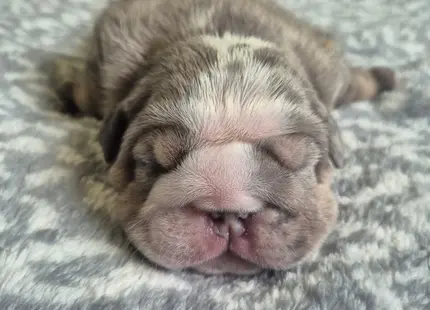 Bulldog puppy for sale: Sleeping gray and white Bulldog puppy on a soft blanket