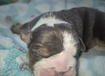 Bulldog puppy for sale: Brindle Bulldog puppy sleeping on a soft blanket