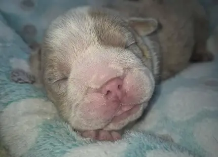 Bulldog puppy for sale: Sleeping Bulldog puppy with a light coat and pink nose