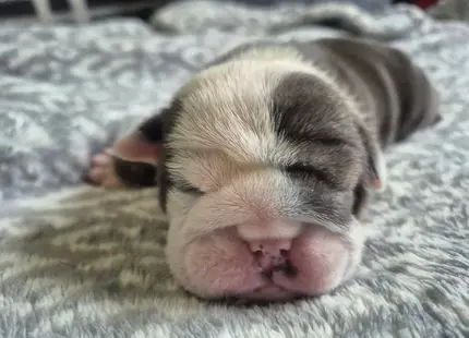 Bulldog puppy for sale: Sleeping Bulldog puppy with a brindle and white coat