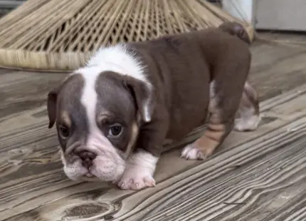 Bulldog puppy for sale: Brown and white Bulldog puppy walking on wooden floor
