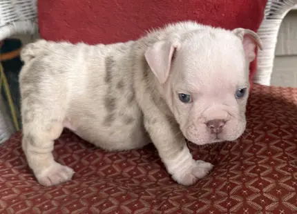 Bulldog puppy for sale: Light-colored Bulldog puppy with blue eyes on a patterned cushion