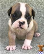 english bulldog puppy posted by tankrtots