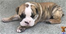 english bulldog puppy posted by tankrtots