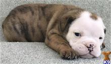 english bulldog puppy posted by tankrtots