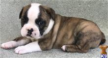 english bulldog puppy posted by tankrtots