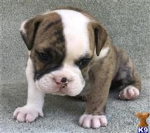 english bulldog puppy posted by tankrtots
