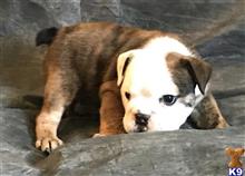 english bulldog puppy posted by tankrtots