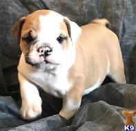 english bulldog puppy posted by tankrtots