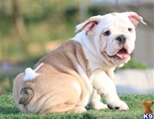 english bulldog puppy posted by tankrtots