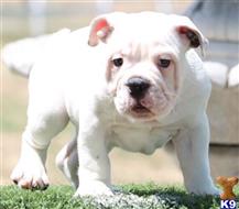 english bulldog puppy posted by tankrtots