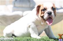 english bulldog puppy posted by tankrtots
