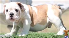 english bulldog puppy posted by tankrtots