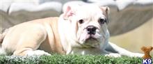 english bulldog puppy posted by tankrtots