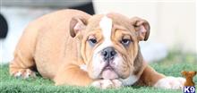 english bulldog puppy posted by tankrtots