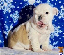 english bulldog puppy posted by tankrtots