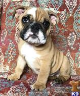 english bulldog puppy posted by tankrtots