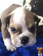 english bulldog puppy posted by tankrtots