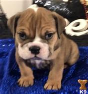 english bulldog puppy posted by tankrtots