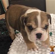 english bulldog puppy posted by tankrtots
