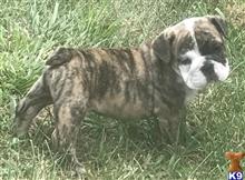 english bulldog puppy posted by tankrtots