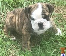 english bulldog puppy posted by tankrtots