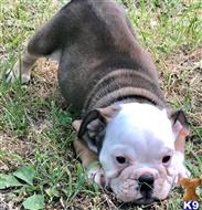 english bulldog puppy posted by tankrtots