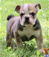 english bulldog puppy posted by tankrtots