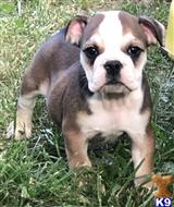 english bulldog puppy posted by tankrtots