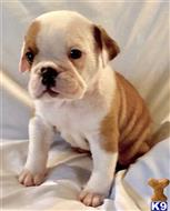 english bulldog puppy posted by tankrtots