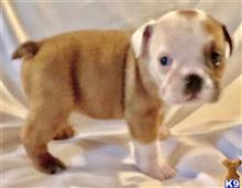 english bulldog puppy posted by tankrtots