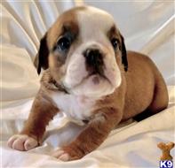 english bulldog puppy posted by tankrtots