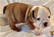 english bulldog puppy posted by tankrtots