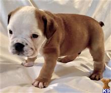 english bulldog puppy posted by tankrtots