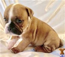 english bulldog puppy posted by tankrtots