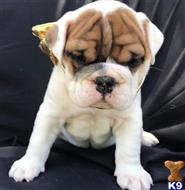 english bulldog puppy posted by tankrtots