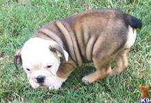 english bulldog puppy posted by tankrtots
