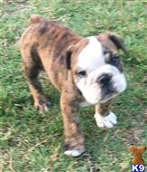 english bulldog puppy posted by tankrtots