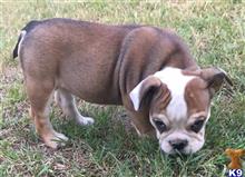 english bulldog puppy posted by tankrtots
