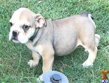 english bulldog puppy posted by tankrtots