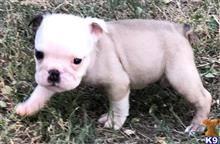english bulldog puppy posted by tankrtots