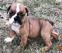 english bulldog puppy posted by tankrtots