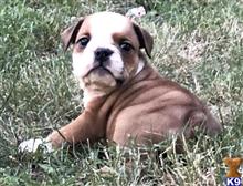 english bulldog puppy posted by tankrtots