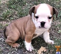 english bulldog puppy posted by tankrtots
