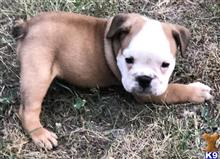 english bulldog puppy posted by tankrtots