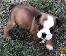 english bulldog puppy posted by tankrtots