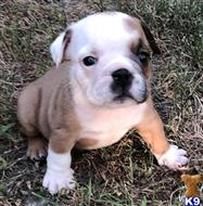 english bulldog puppy posted by tankrtots