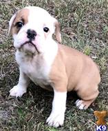 english bulldog puppy posted by tankrtots